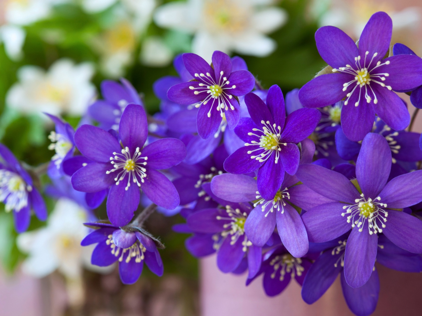 Мелкие фиолетовые цветы крупным планом 