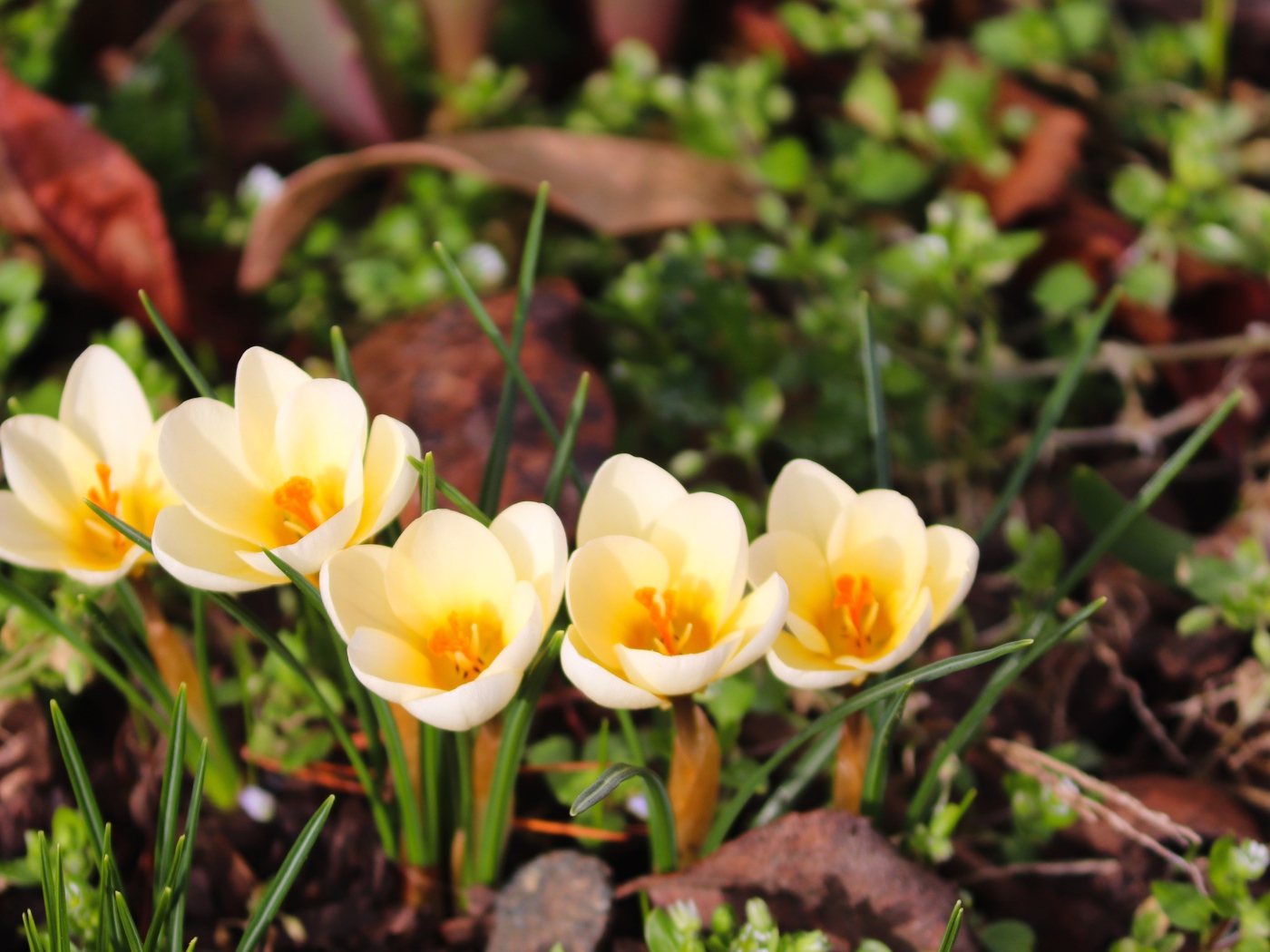 Маленькие белые крокусы с желтой серединкой 