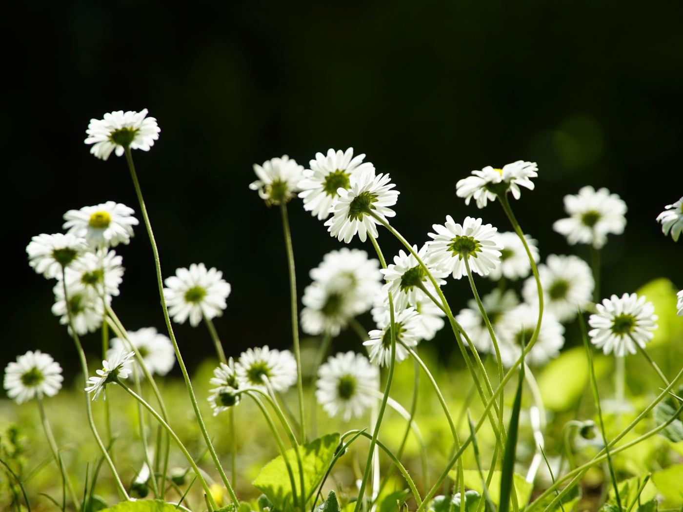 Маленькие белые ромашки на поле 