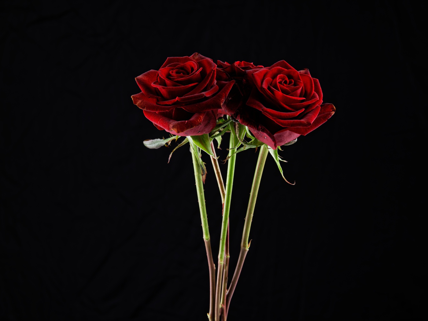 Три  бордовые розы на черном фоне