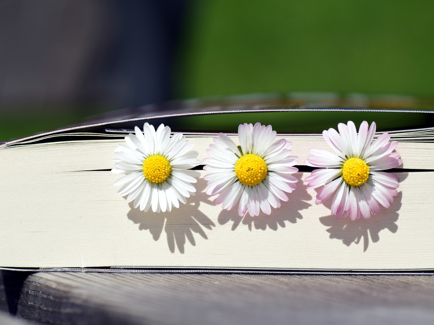 Три цветка маргаритки лежат в книге 