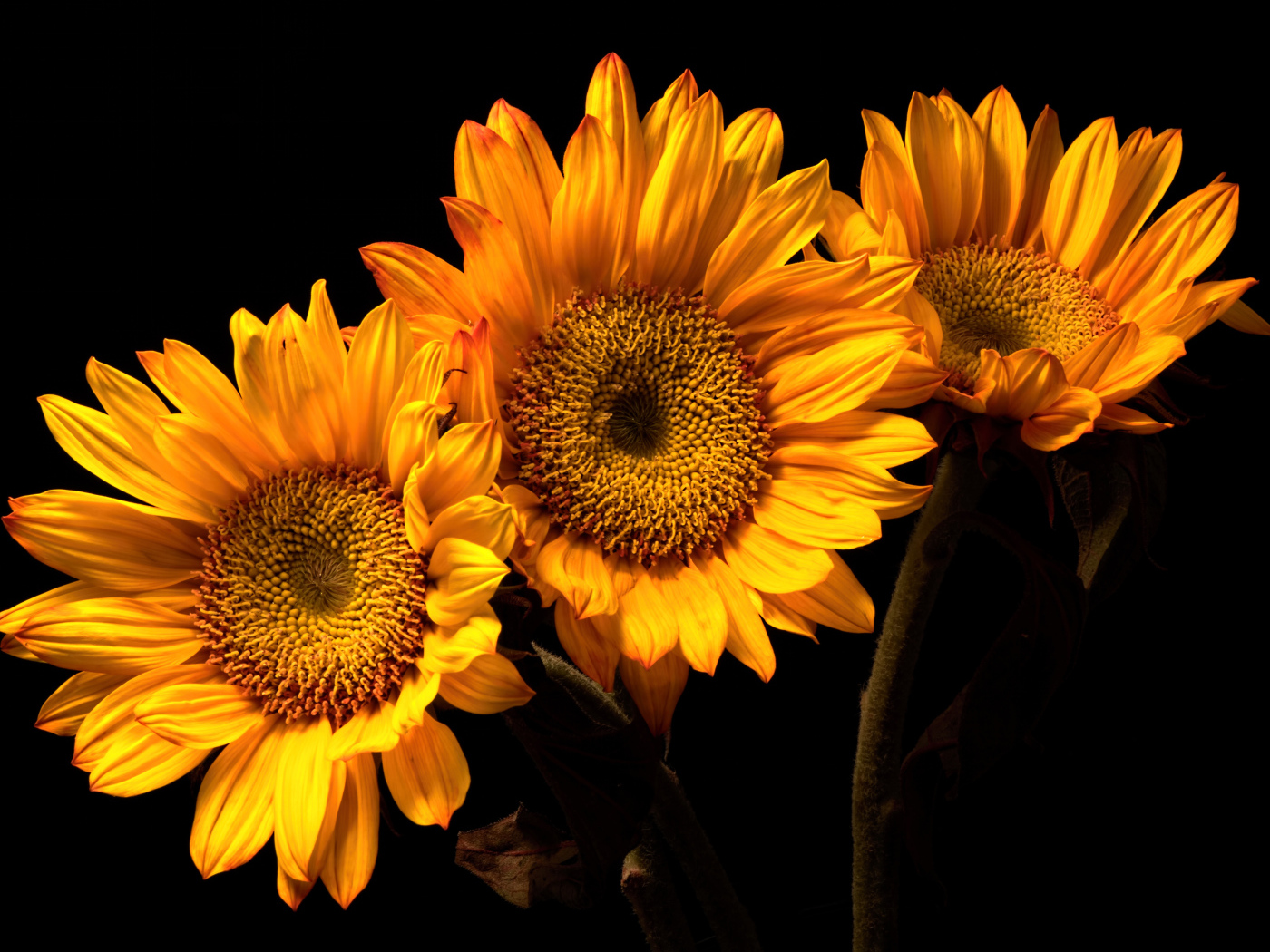 Три цветка подсолнуха на черном фоне