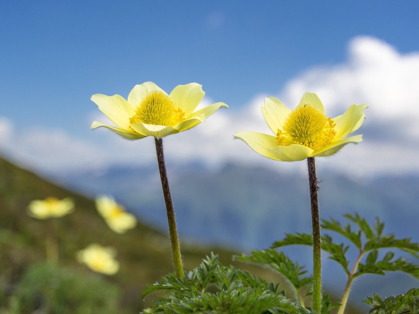 Два красивых цветка анемоны на поле