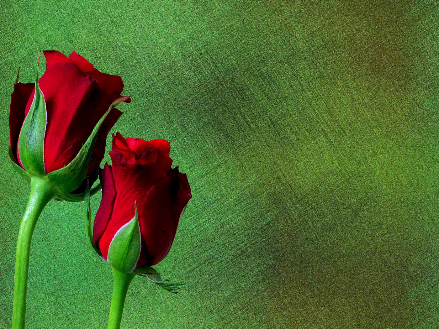 Две красные английские розы на зеленом фоне