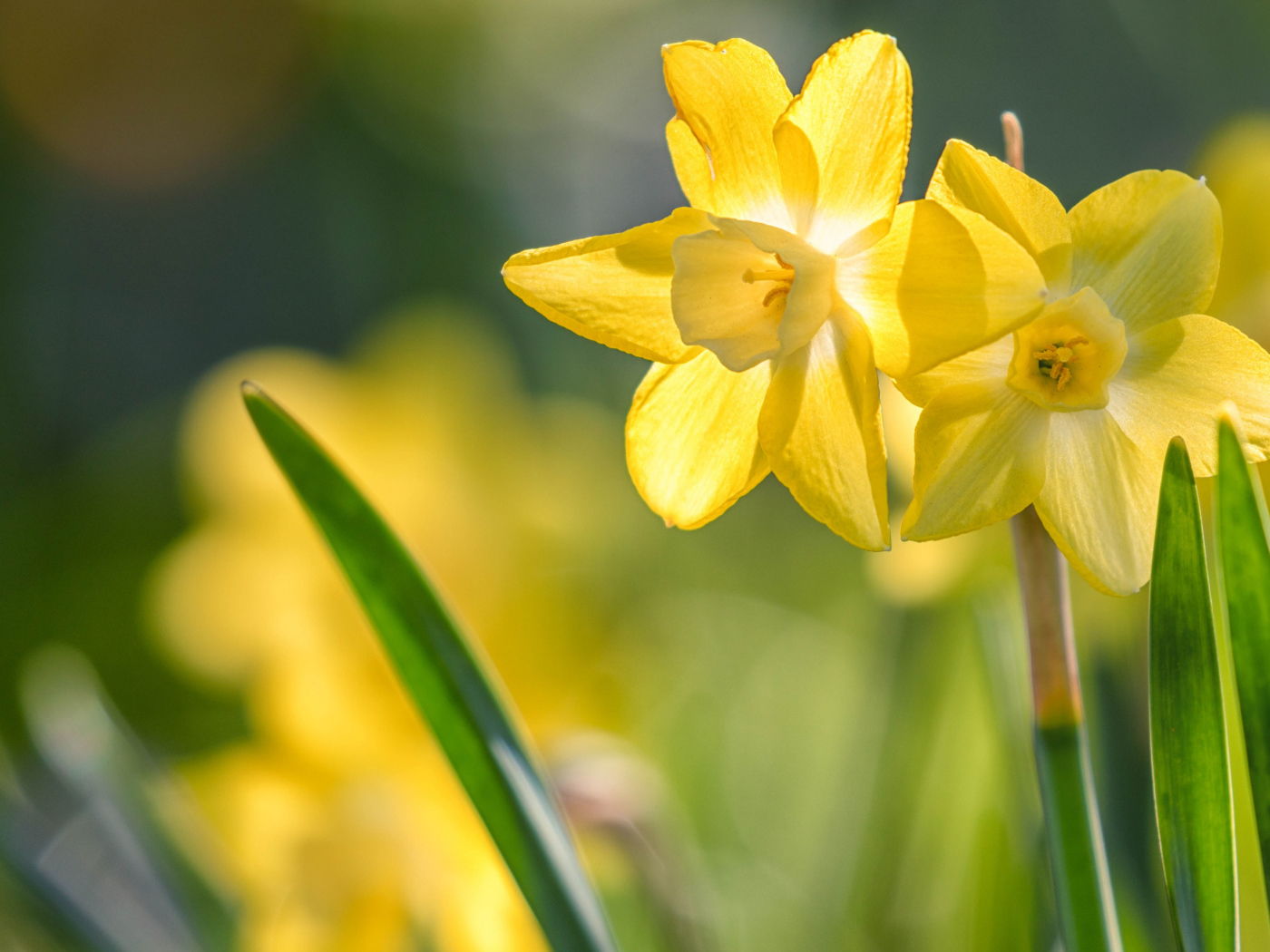 Два нежных весенних нарцисса на клумбе