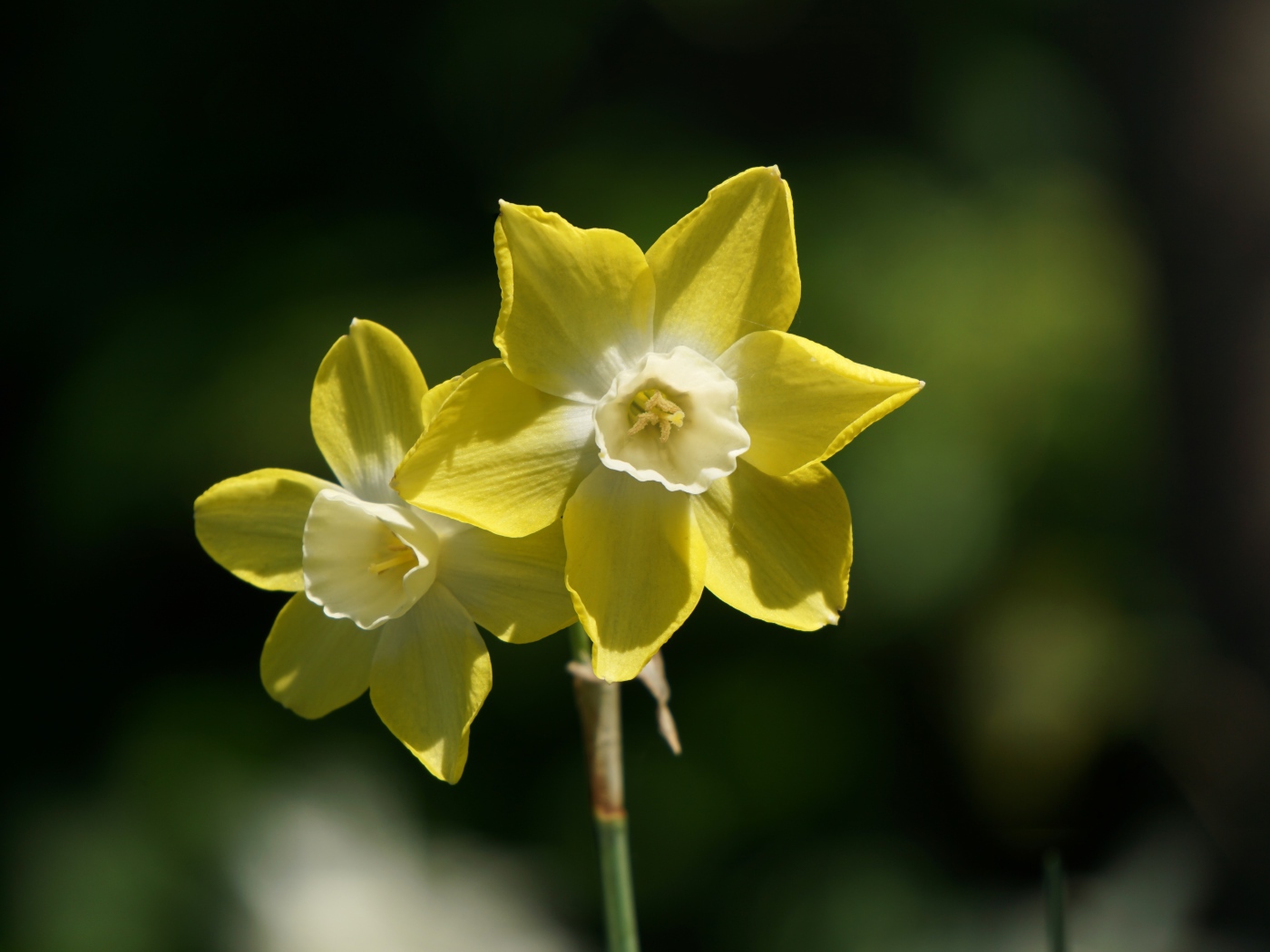 Два желтых цветка нарцисса крупным планом