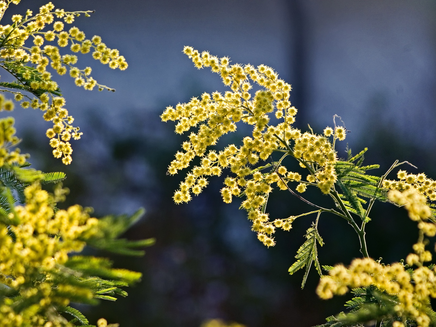 Теплые ветки мимозы в лучах солнца