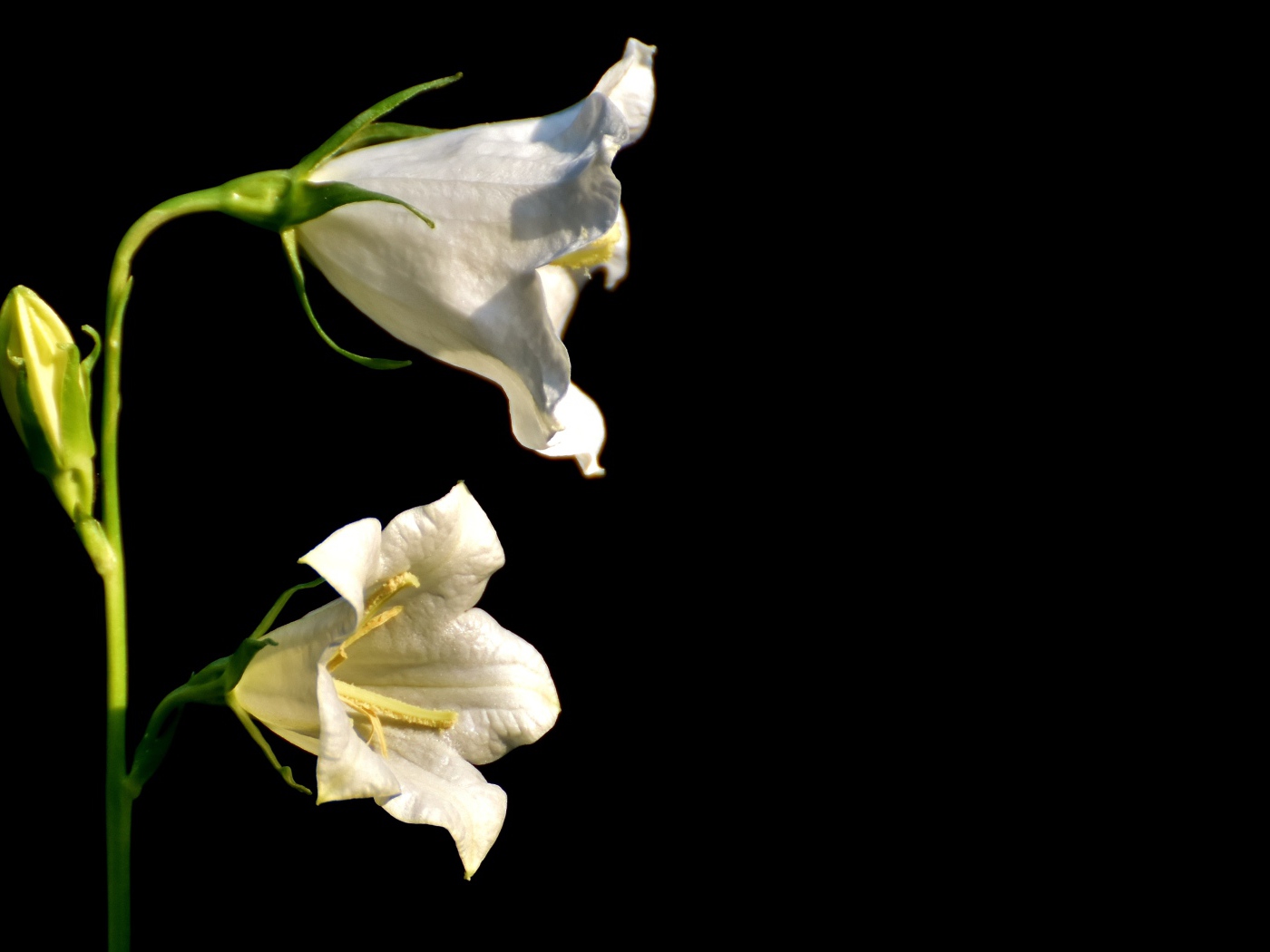 Белые цветы колокольчика на черном фоне