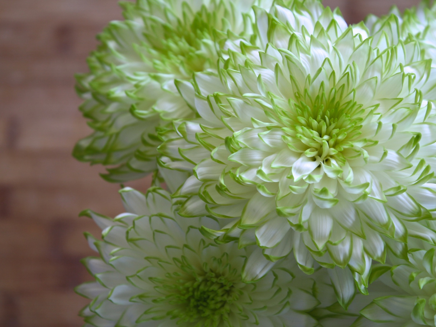 Белые хризантемы с зелеными краями на лепестках 