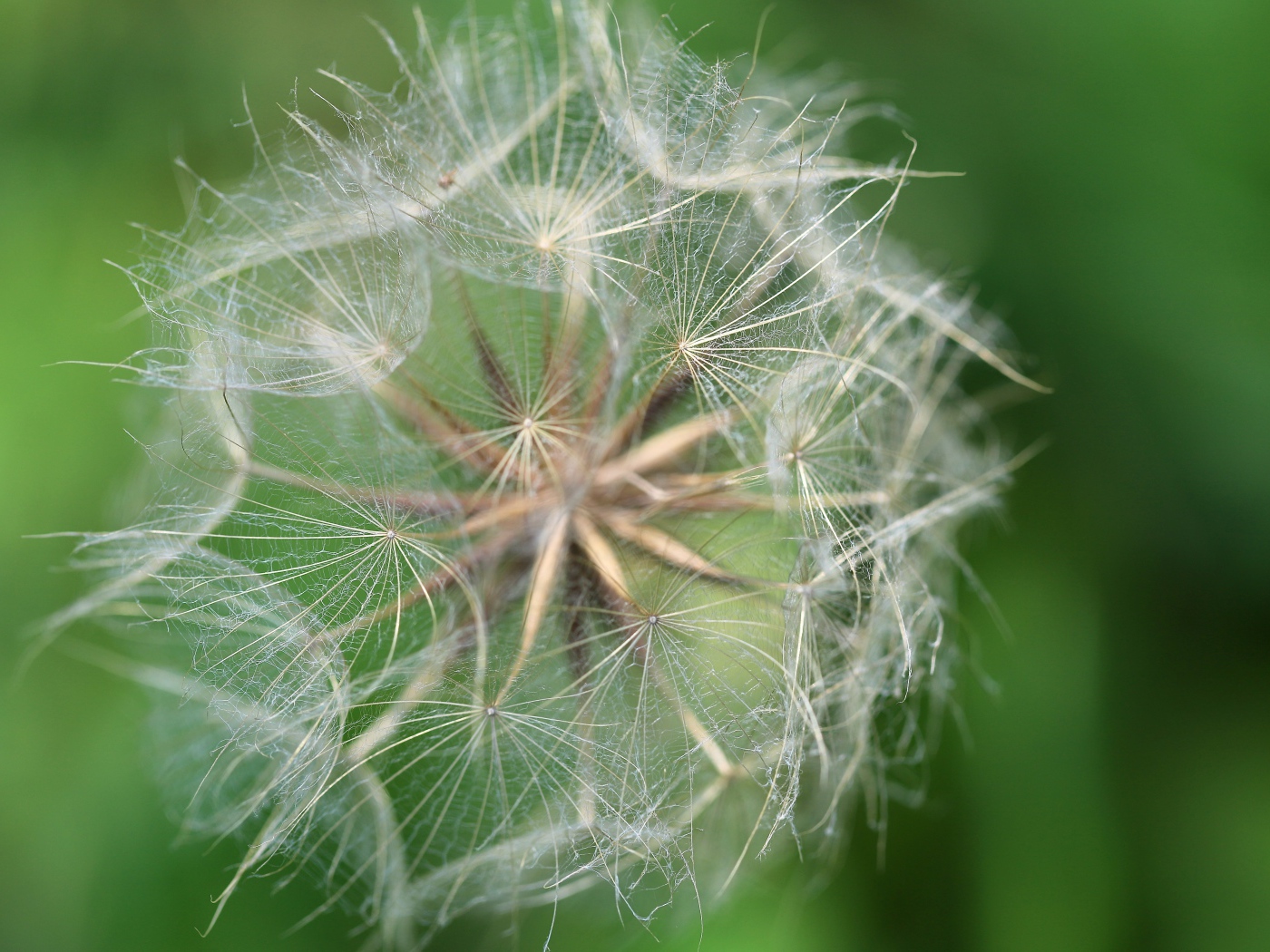Белые семена одуванчика крупным планом