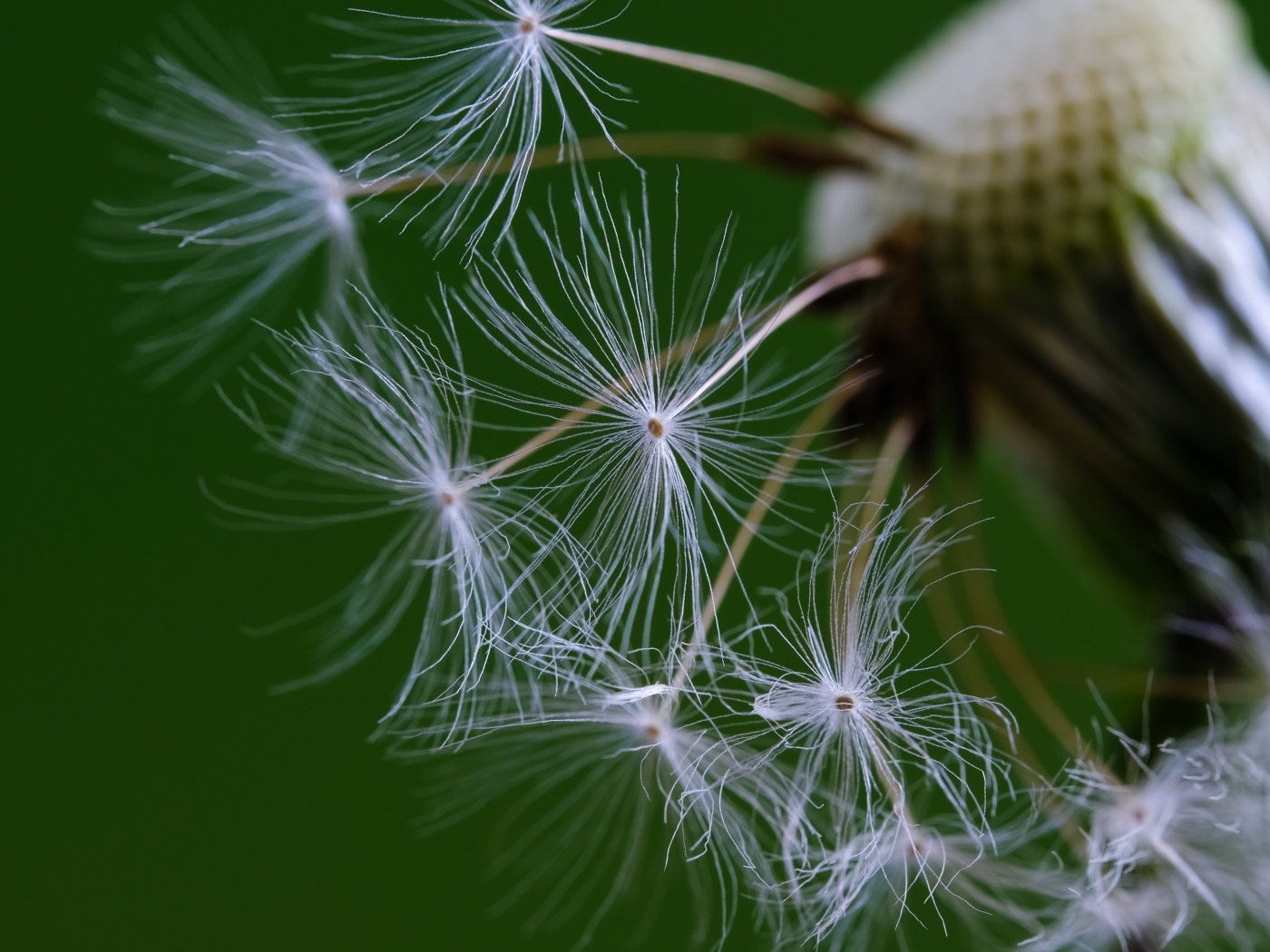 Белые семена одуванчика на зеленом фоне 