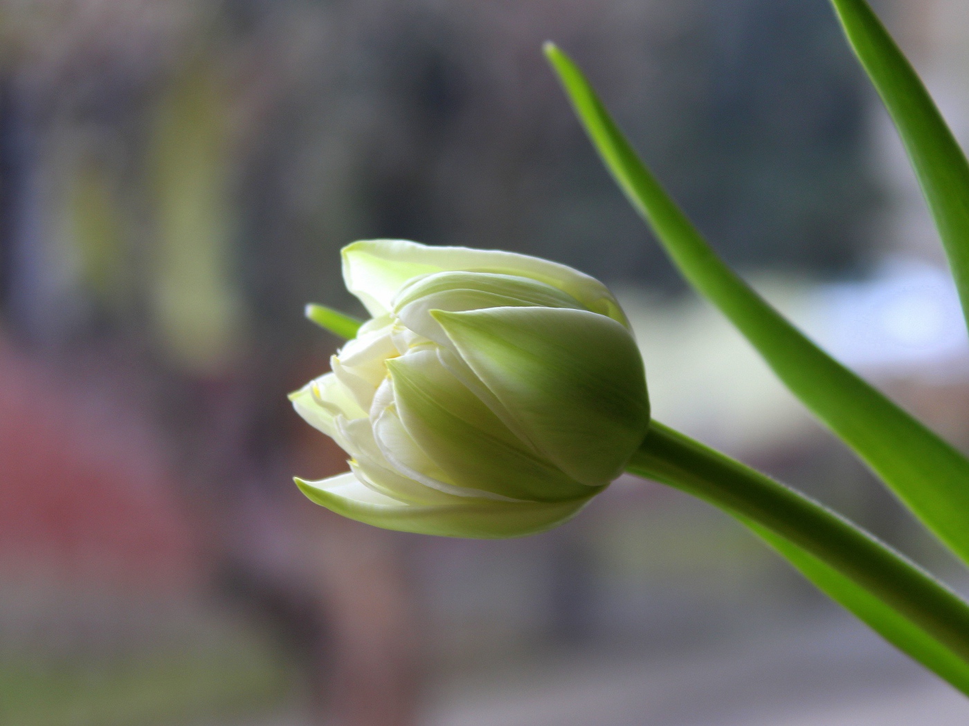 Белый нежный тюльпан с зелеными листьями крупным планом