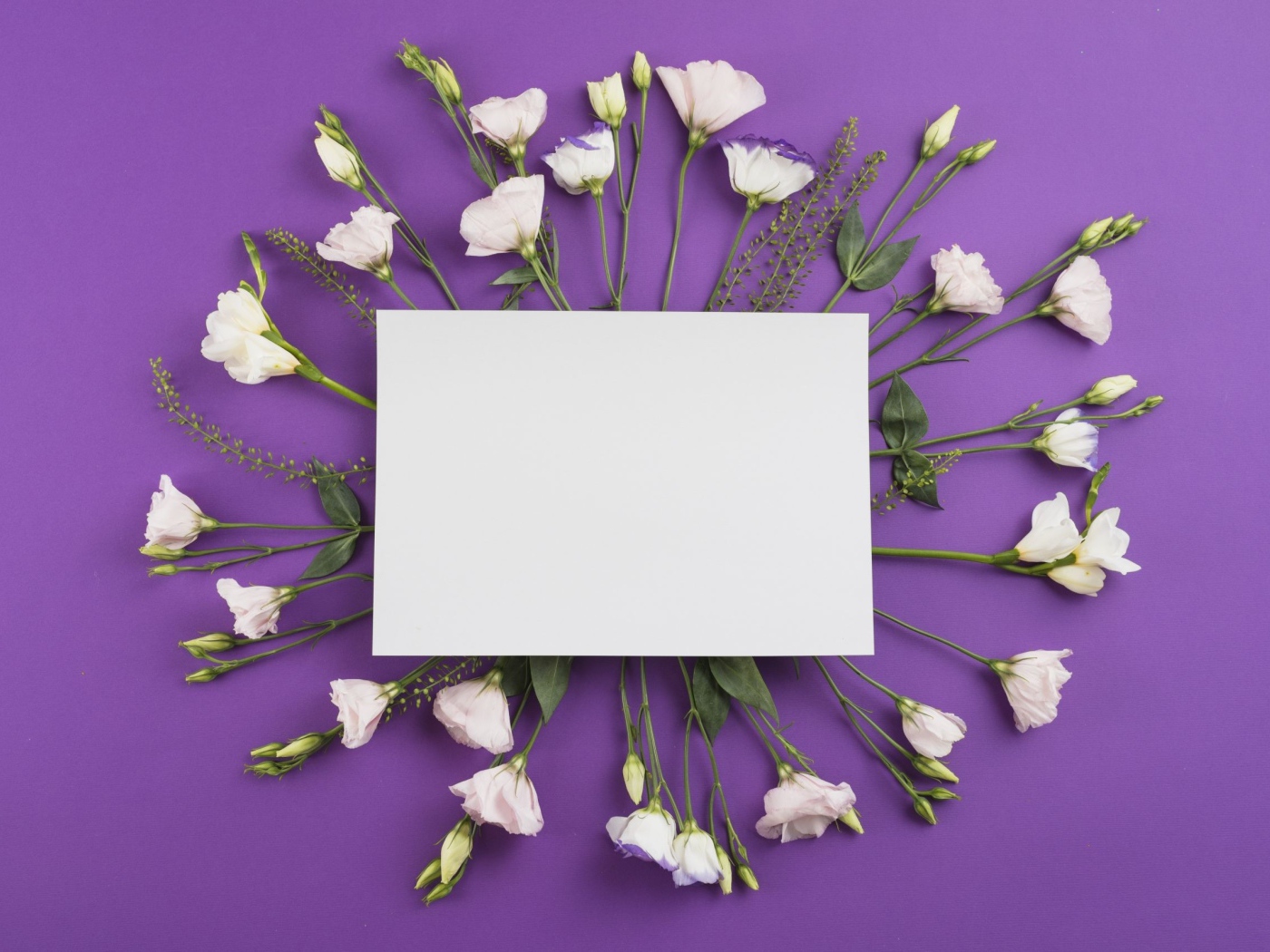 Белые цветы эустомы с белым листом на фиолетовом фоне