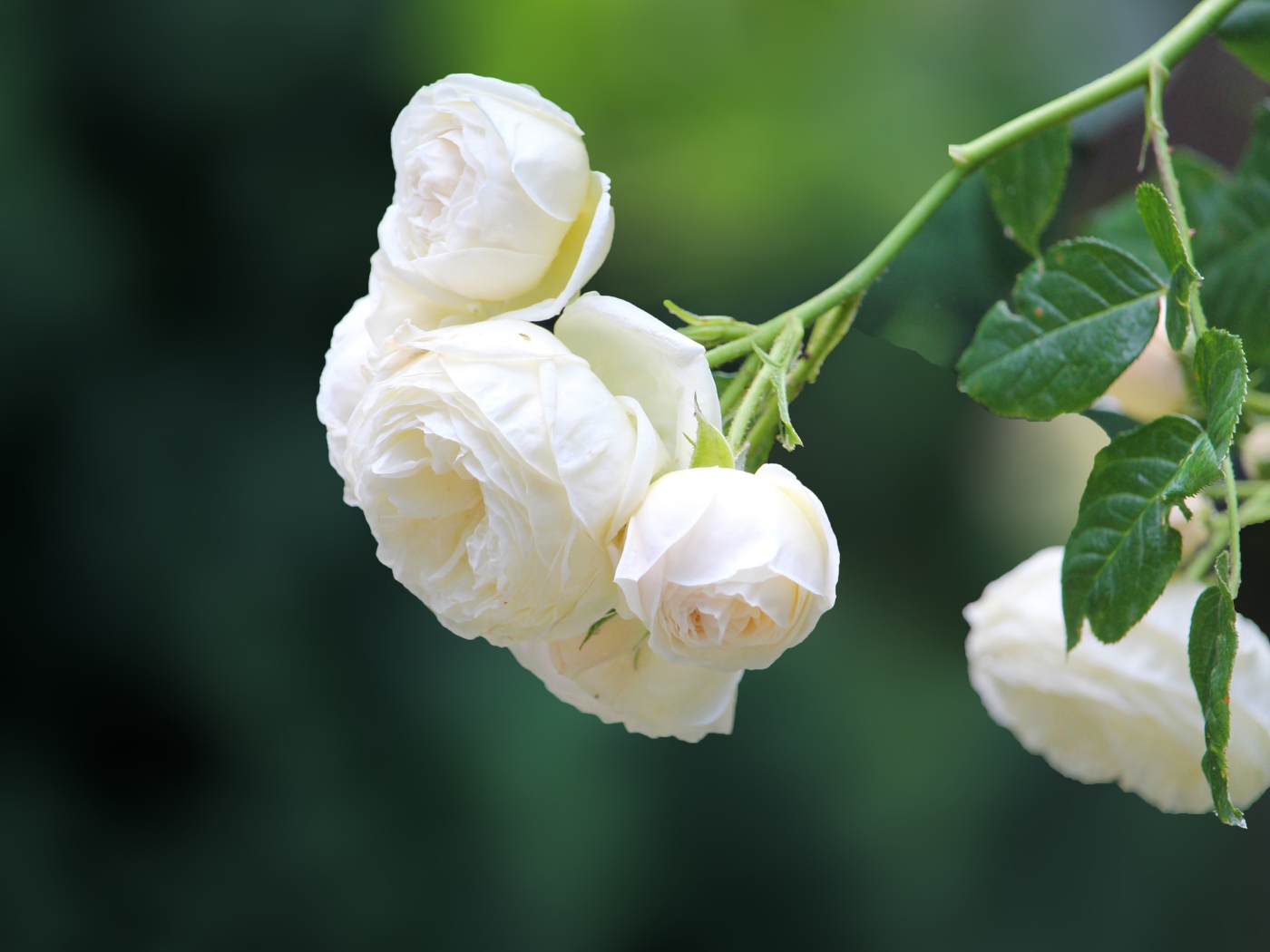 Белые цветы плетущейся розы