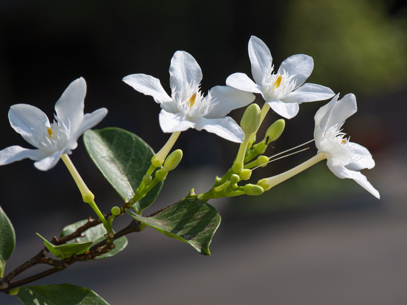 Белые цветы с бутонами и зелеными листьями на ветке 