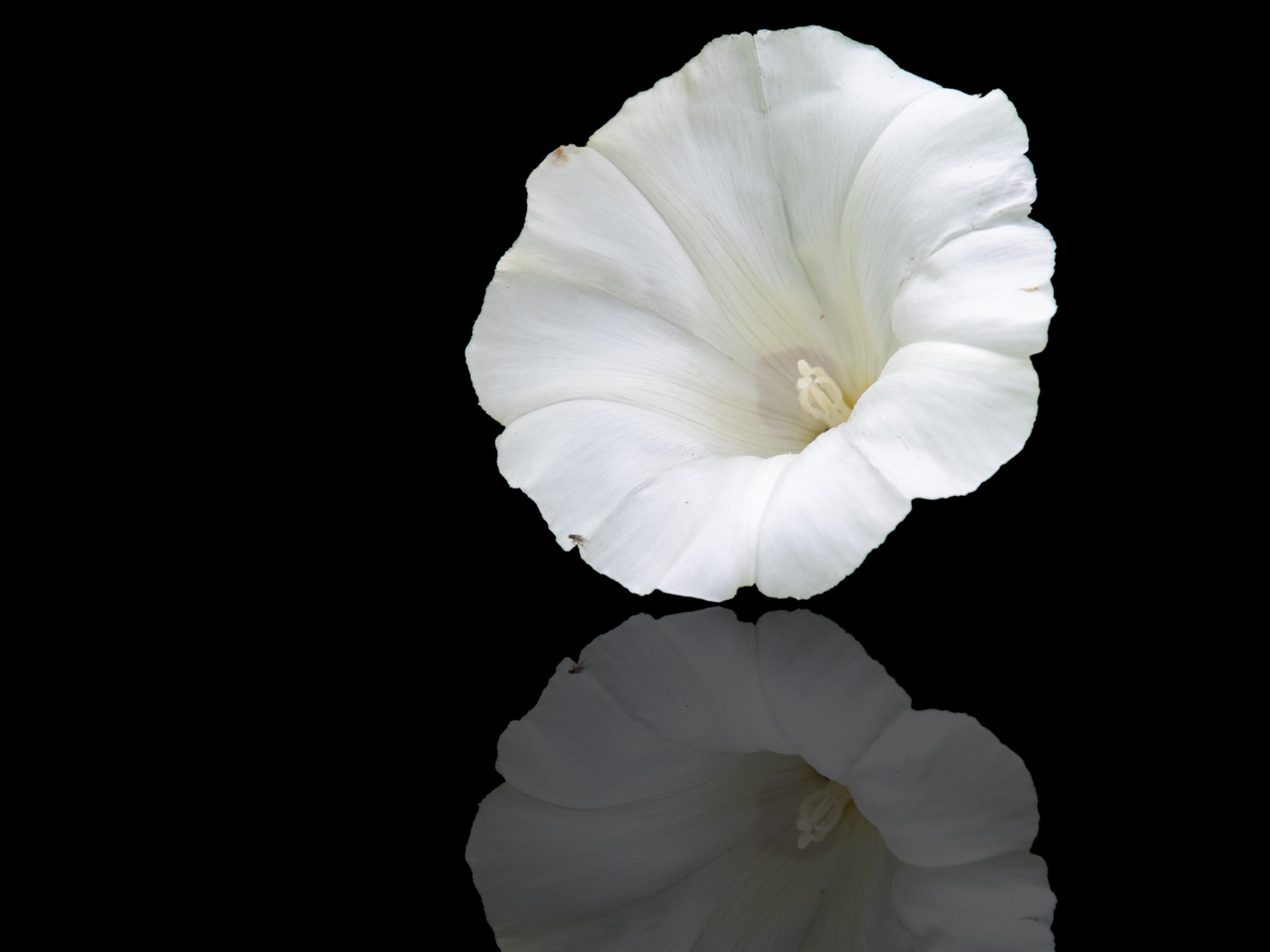 Белый цветок лаватера на черном фоне 
