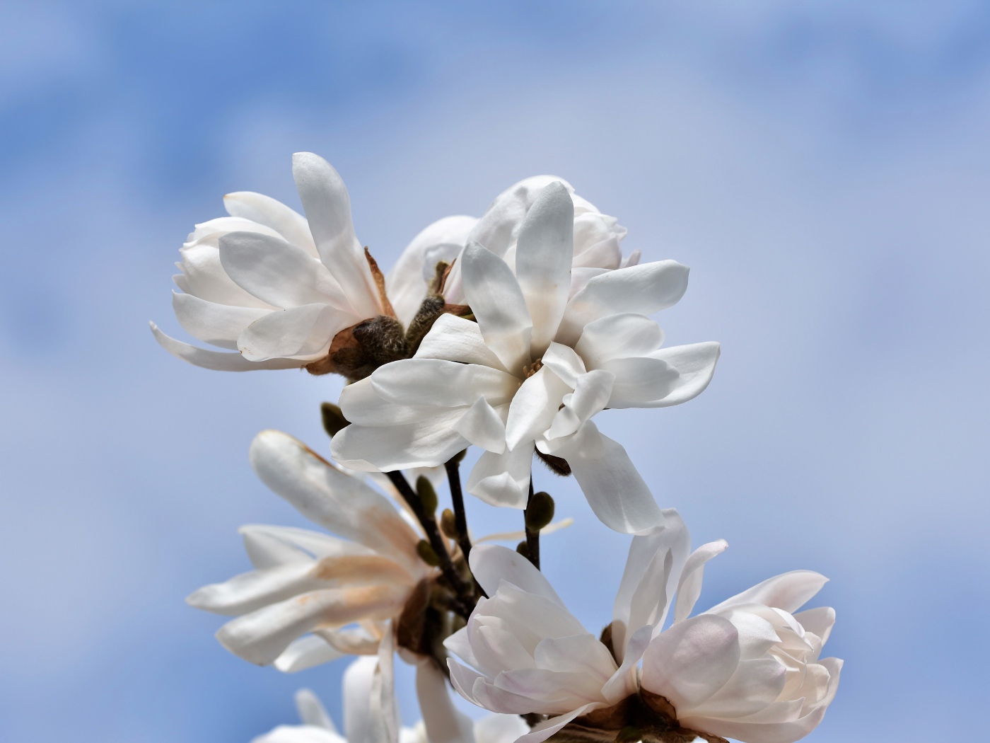 Белые цветы магнолии на голубом фоне