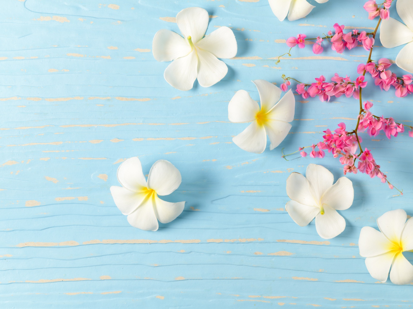 Белые цветы плюмерии на голубом фоне