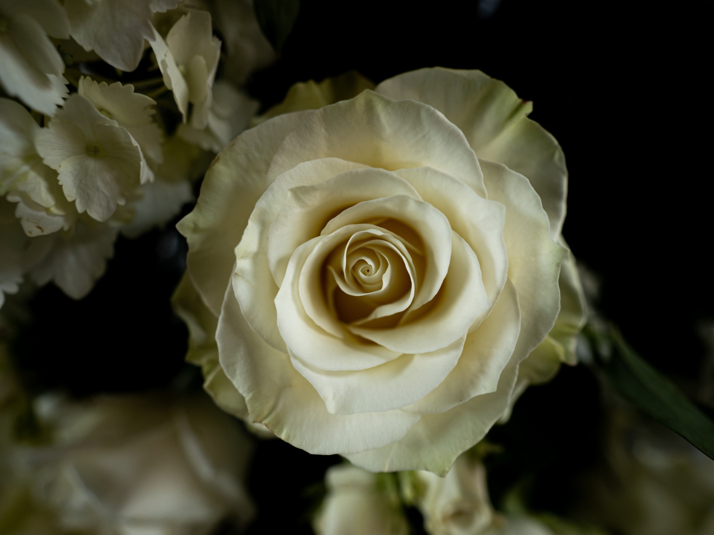 Белая роза с цветами  гортензии на черном фоне