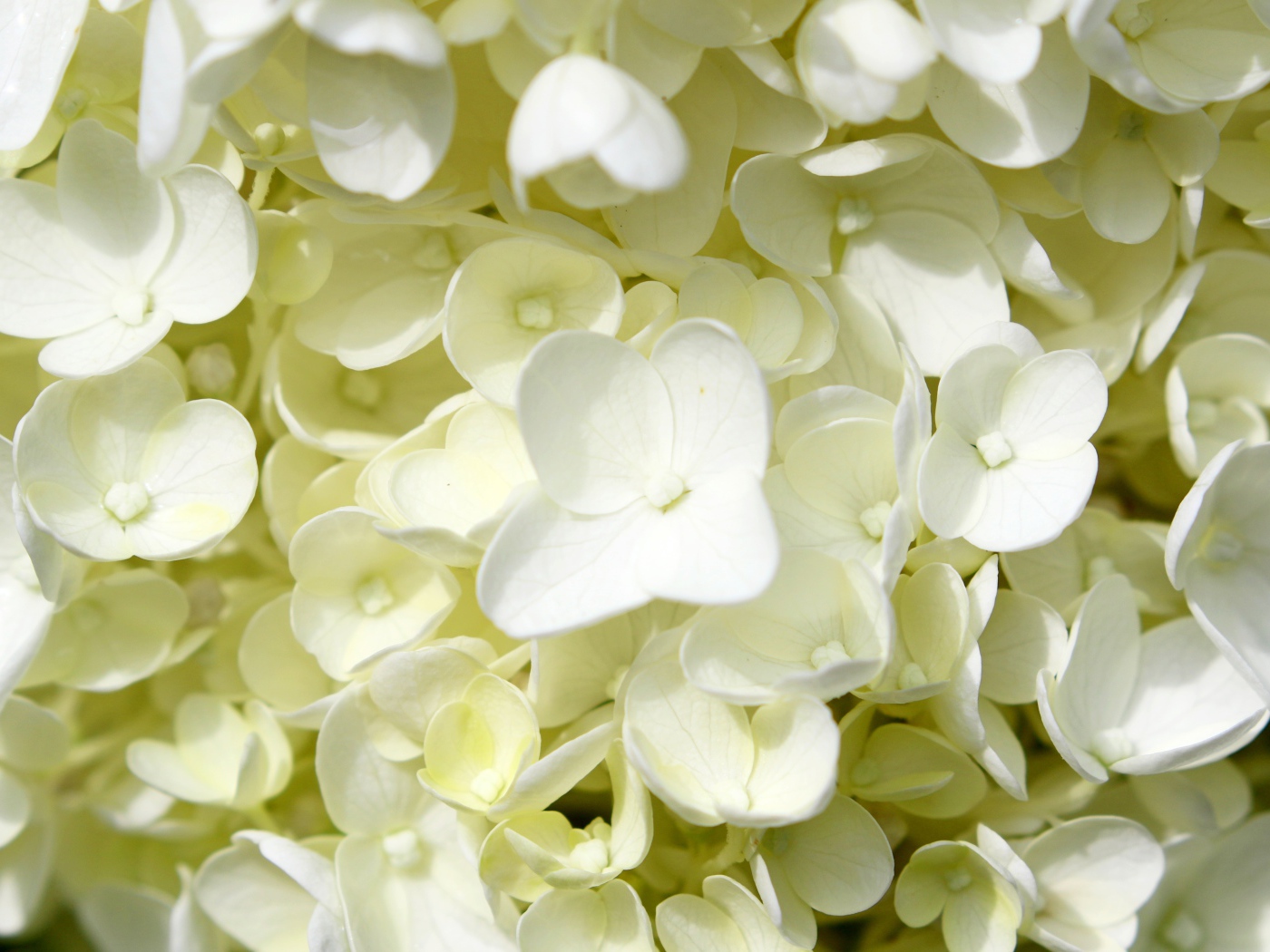 Белые мелкие цветы гортензии крупным планом