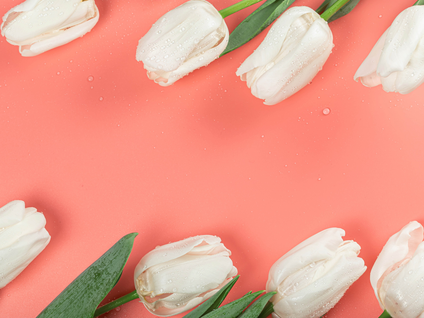 Белые тюльпаны в каплях росы на розовом фоне