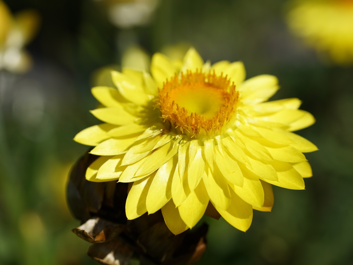 Желтый Xerochrysum крупным планом