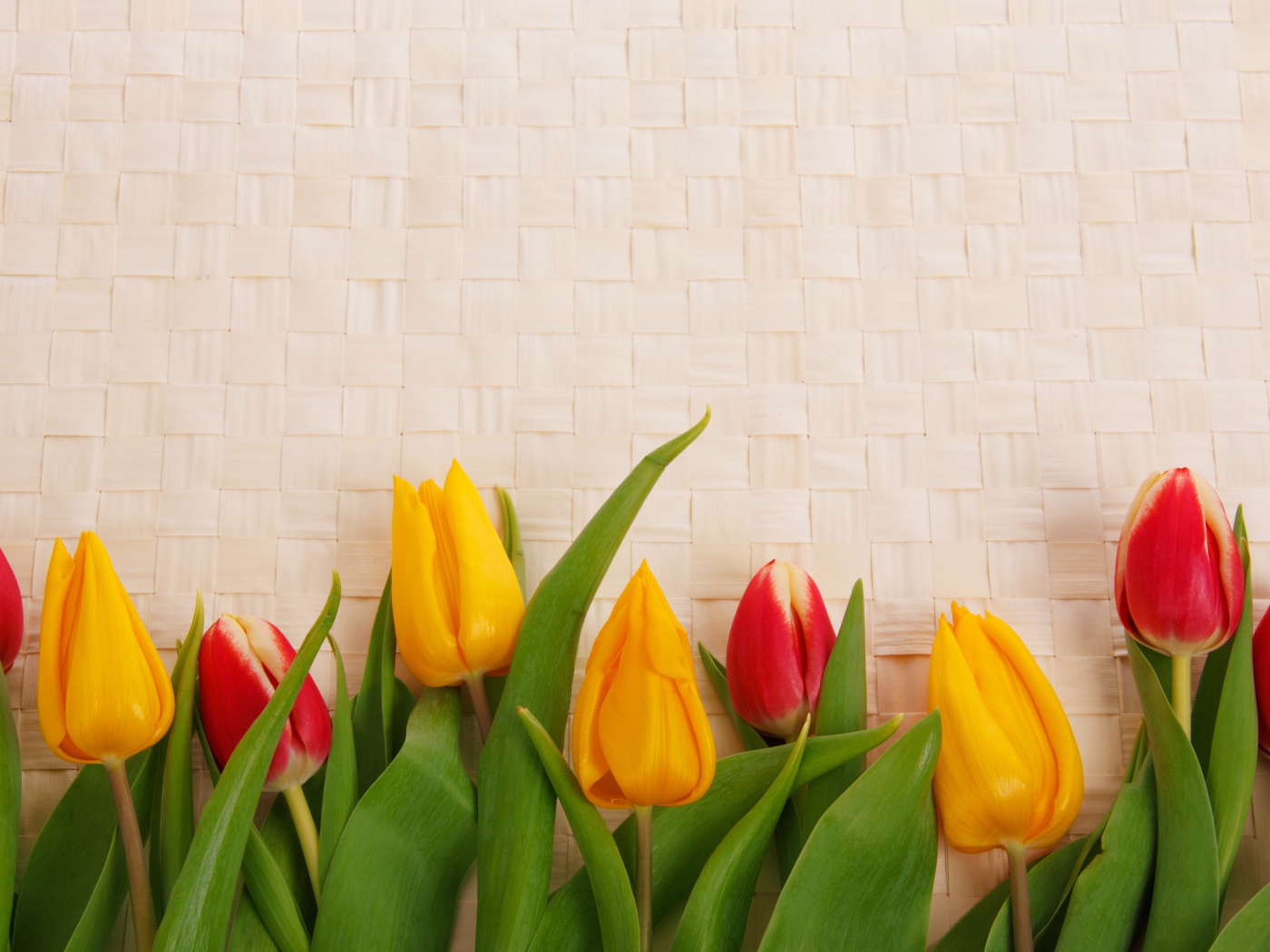 Желтые и красные тюльпаны на плетеном фоне