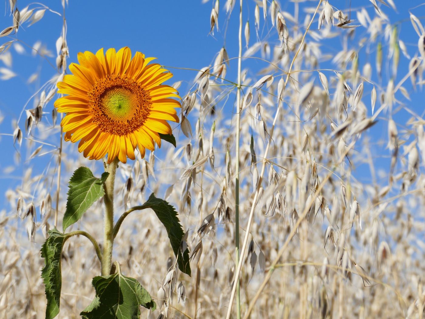 Желтый подсолнух на поле с колосьями 