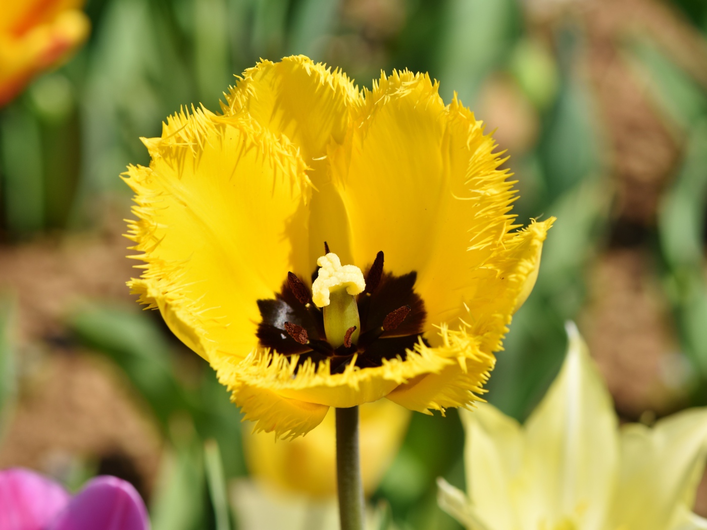 Желтый тюльпан в лучах солнца