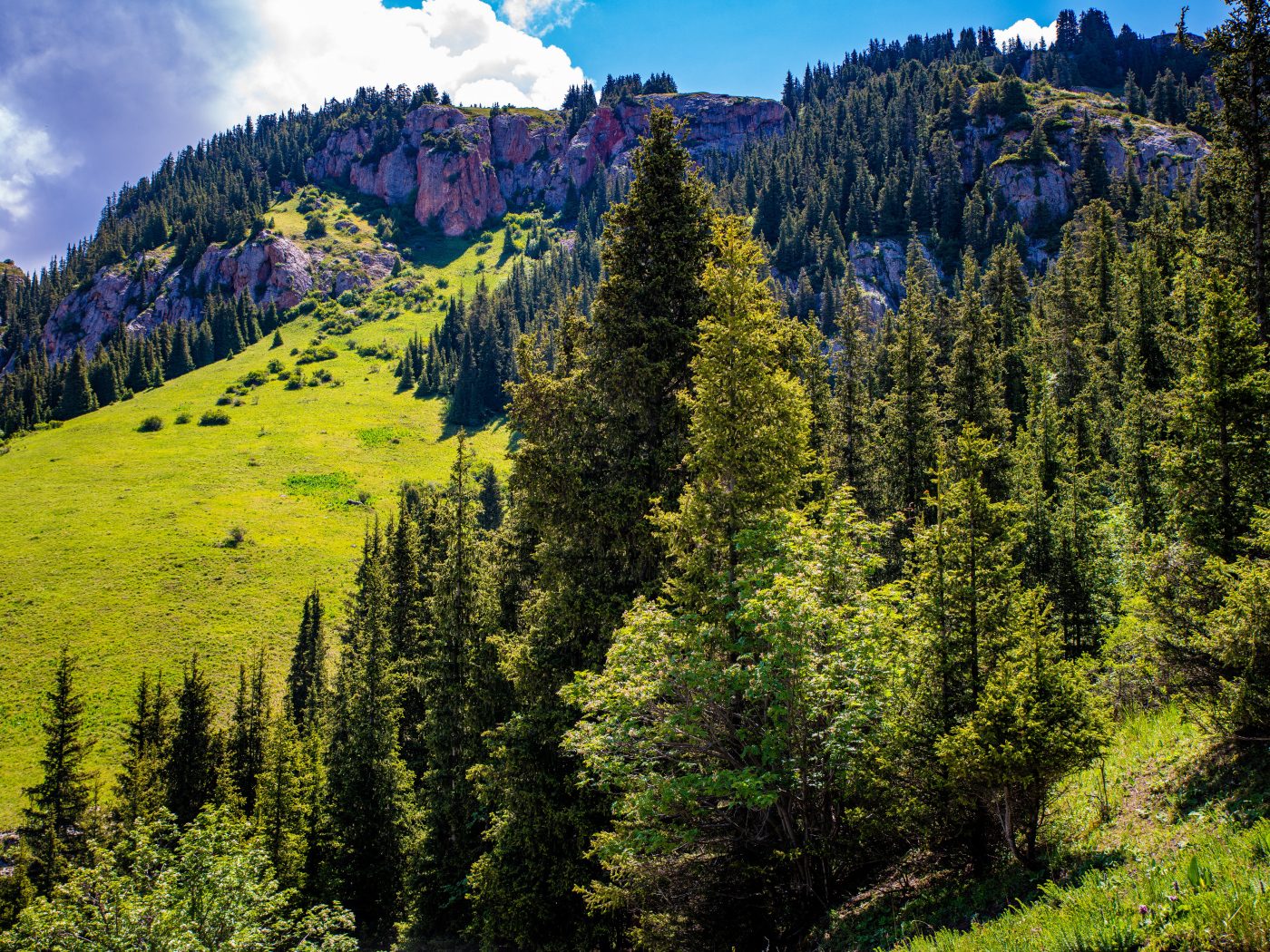Густой лес на склонах горы в лучах солнца