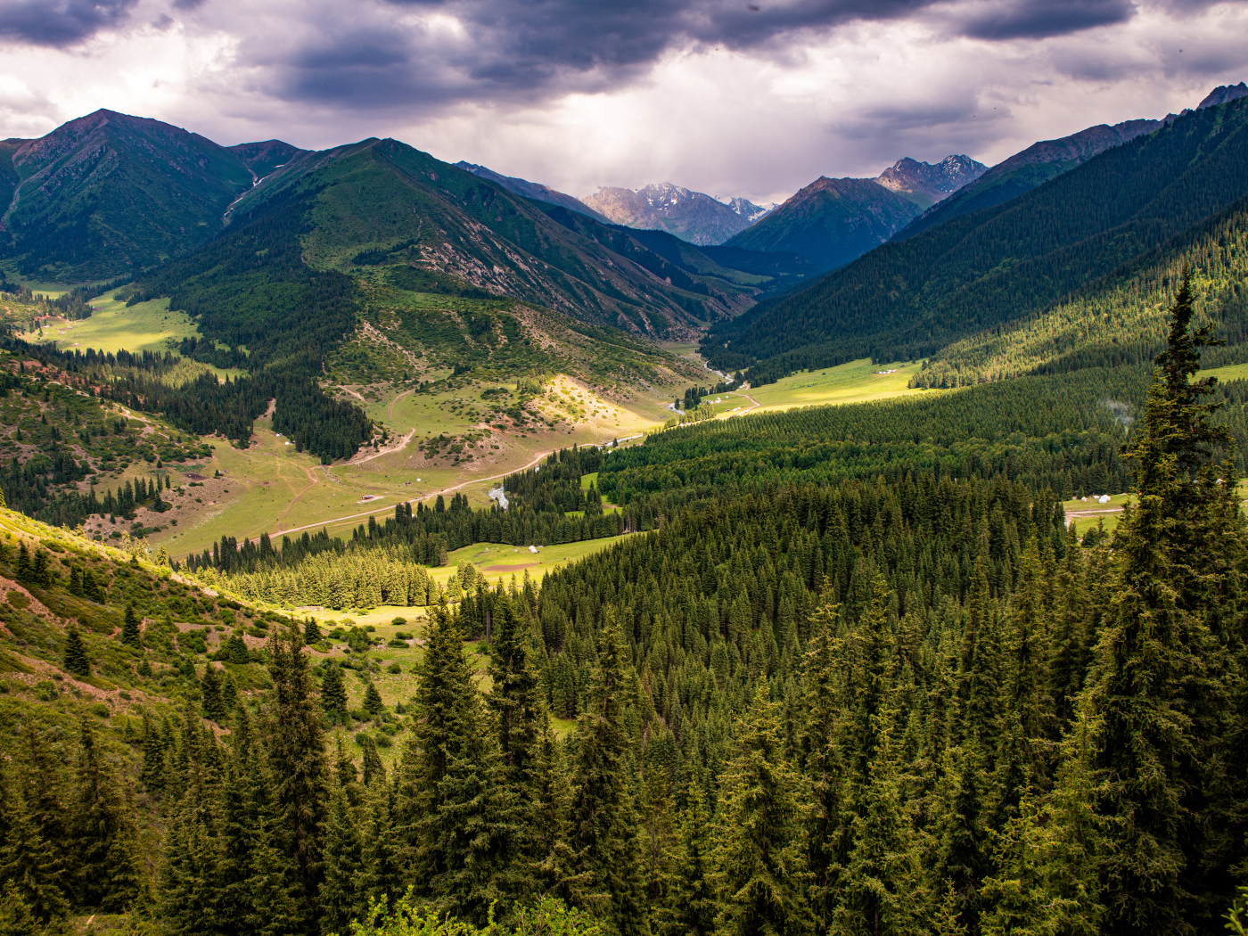 Зеленые ели покрывают высокие горы 