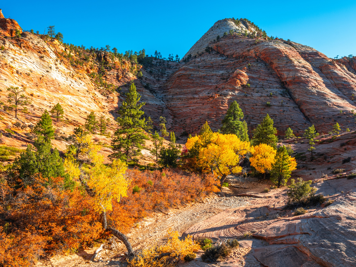 Горы с деревьями в лучах яркого осеннего  солнца 