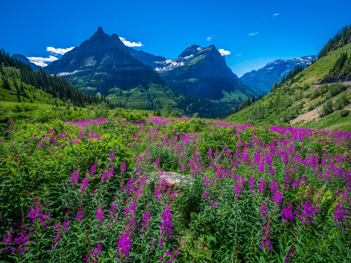 Розовые цветы у подножия горы на фоне голубого неба