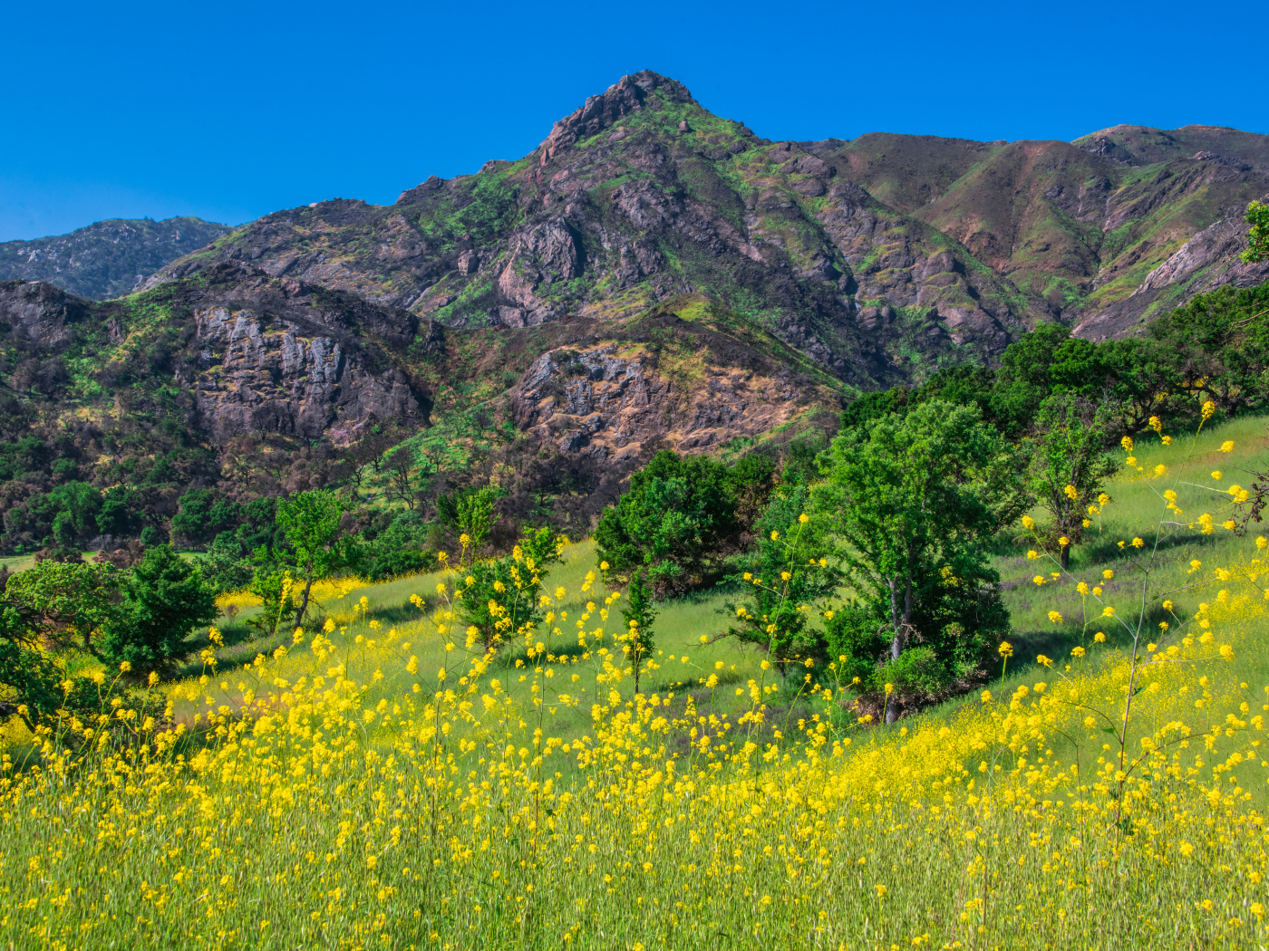 Желтые цветы и зеленая трава у подножия горы