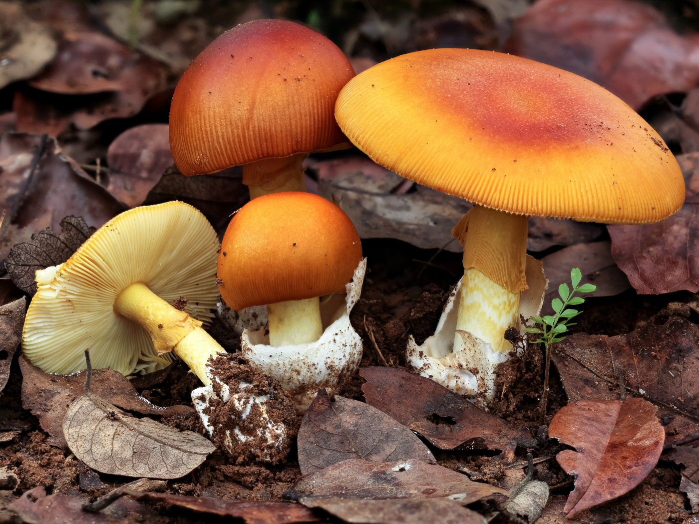 Осенние грибы растут в опавшей листве