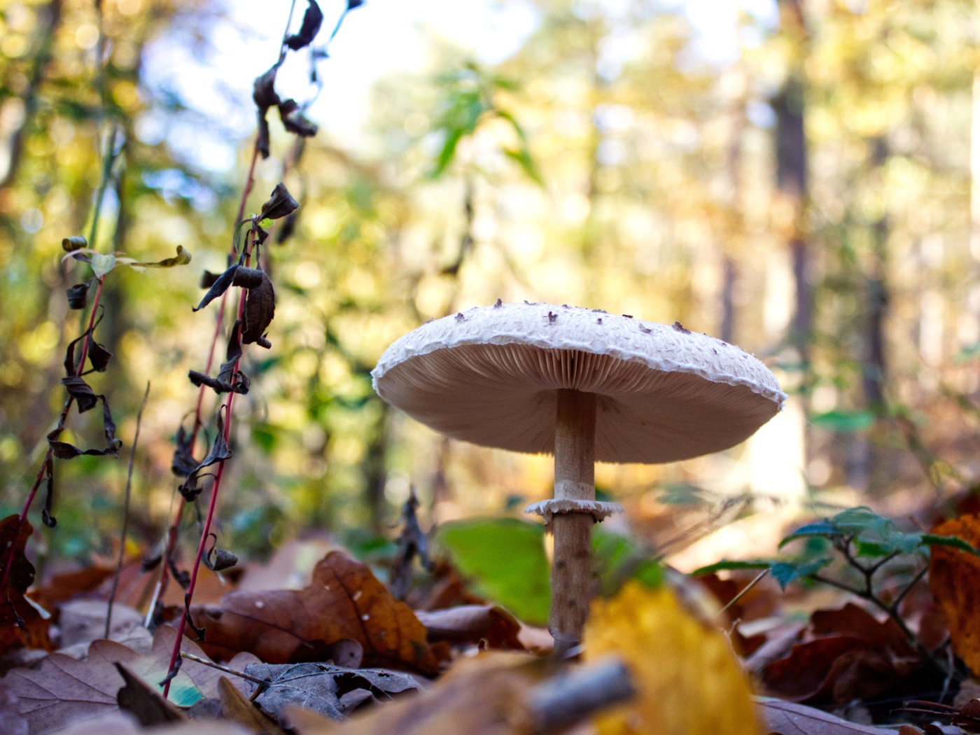 Красивый белый гриб в лесу с сухими листьями