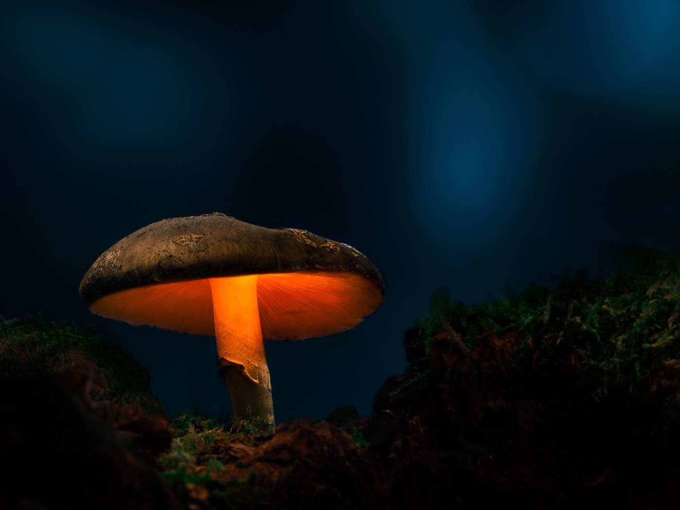 Большой лесной гриб с подсветкой в лесу 