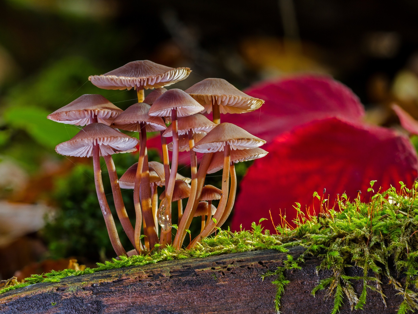 Many small false toadstool mushrooms on a moss-covered tree