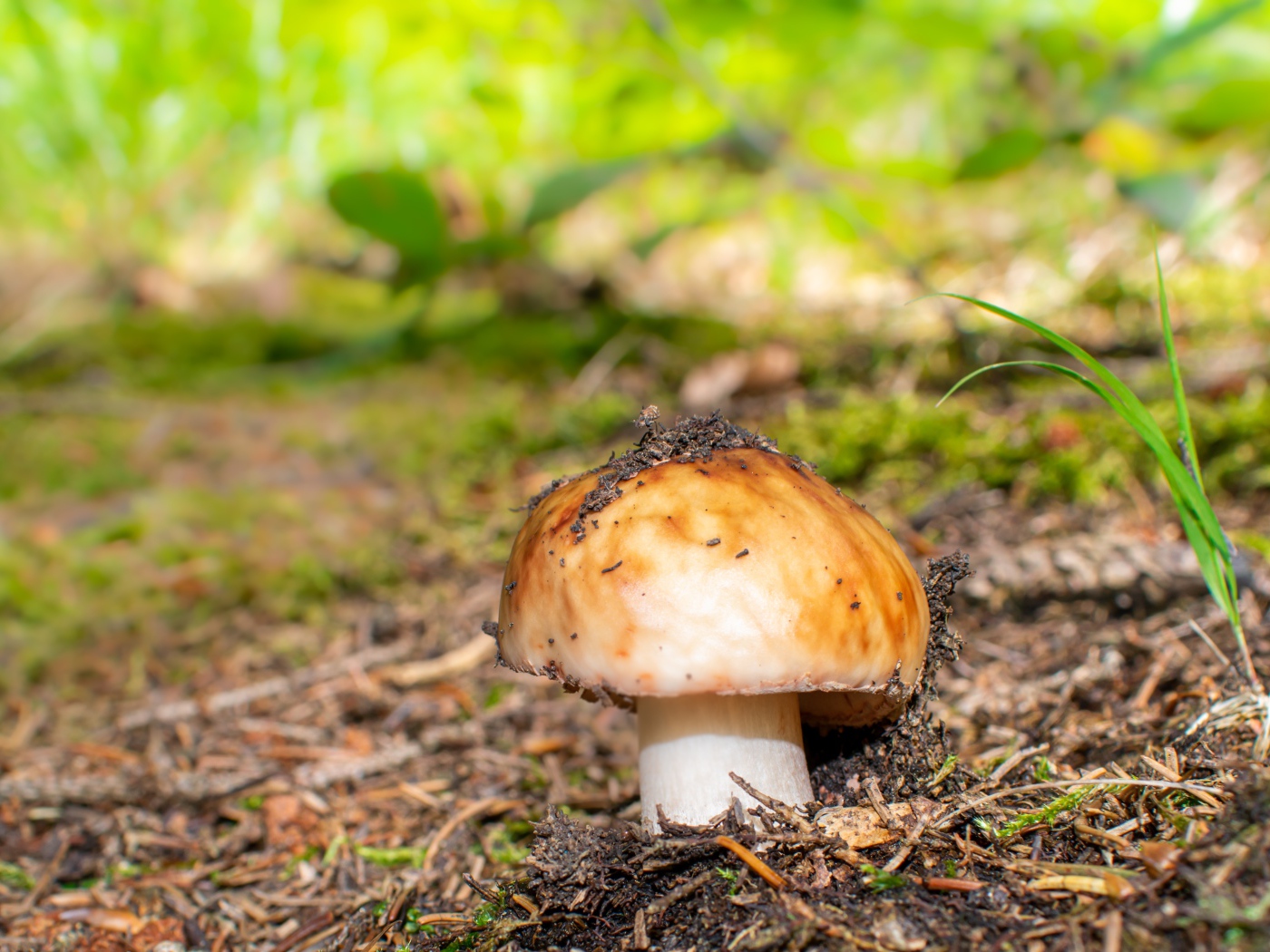 Гриб в земле в лесу
