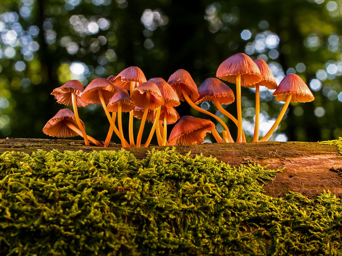 Маленькие грибы поганки на покрытом мхом дереве