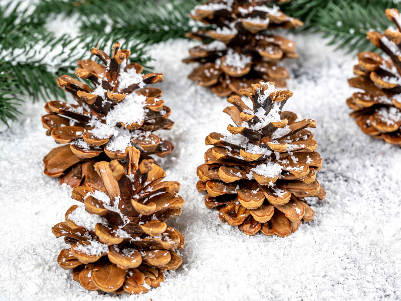 Сосновые шишки покрыты белым снегом