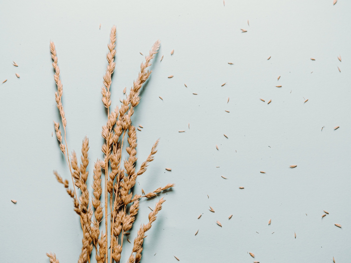 Сухие колосья пшеницы лежат на сером фоне