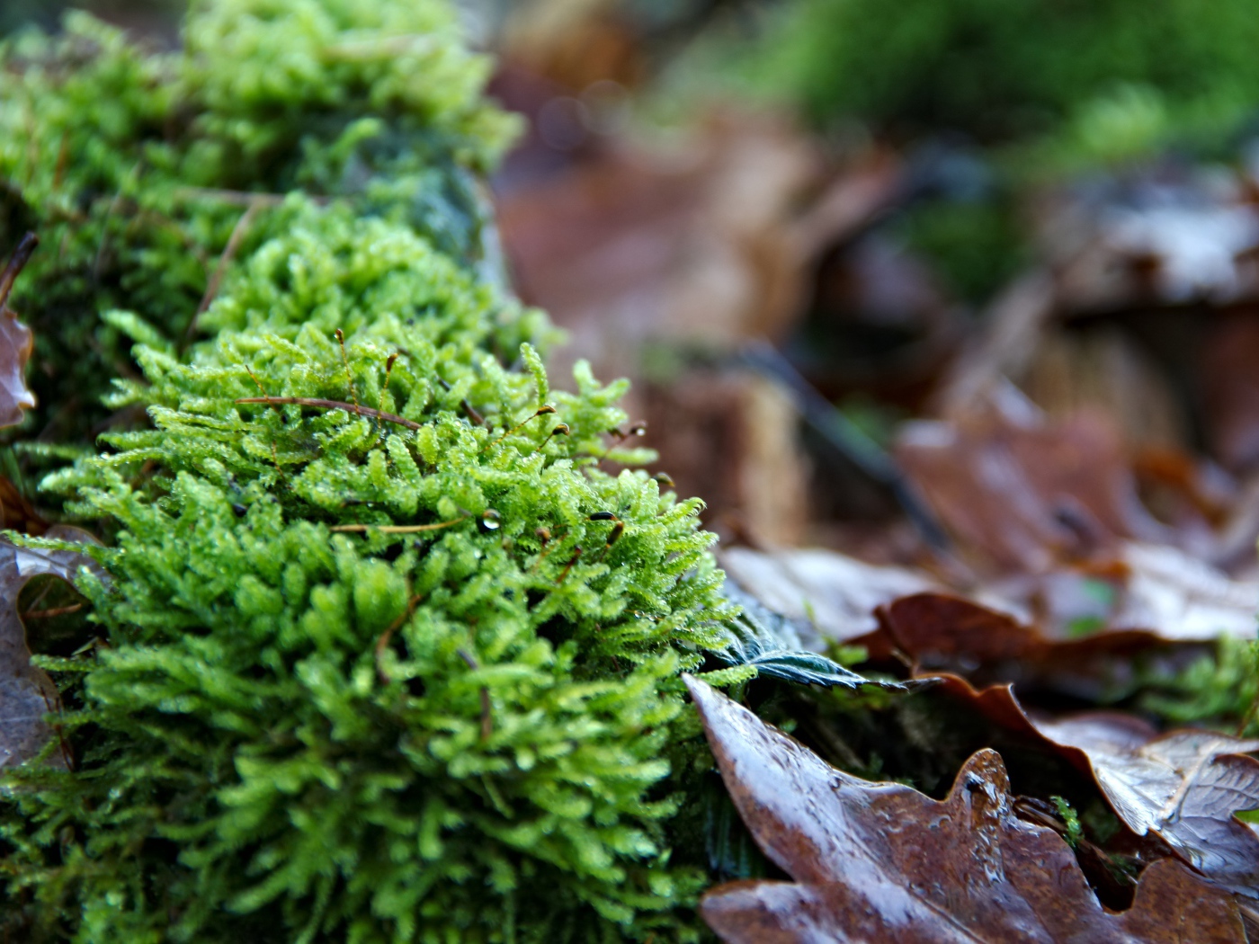 Зеленый мох  на покрытой листьями земле 
