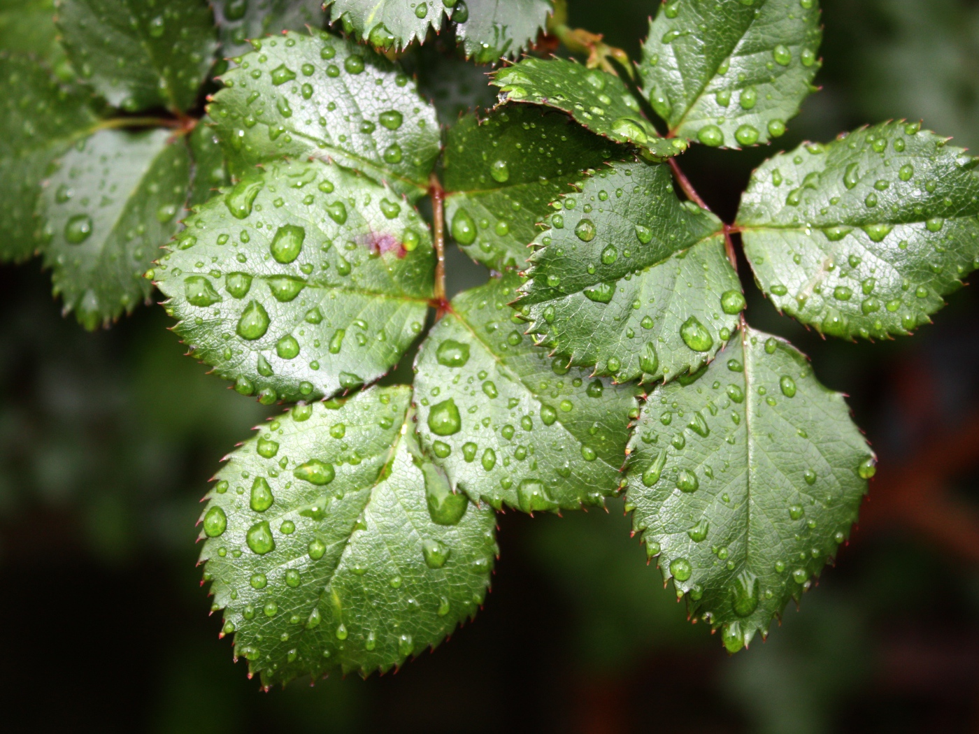 Зеленые листья розы в каплях воды