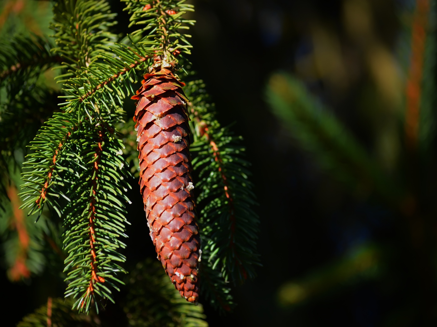 Еловая шишка на ветке с зелеными иголками