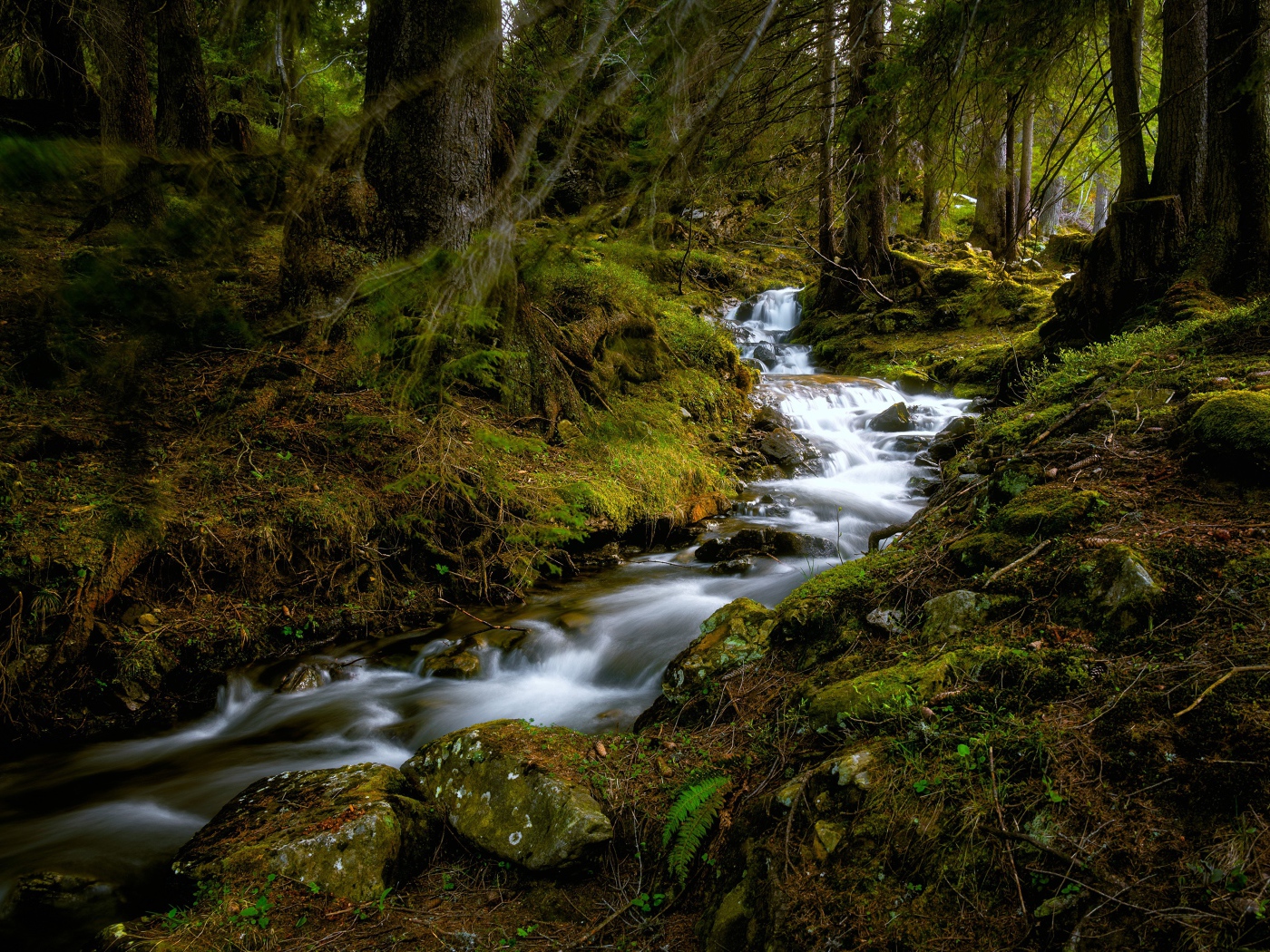 Быстрый ручей в холодном темном лесу 