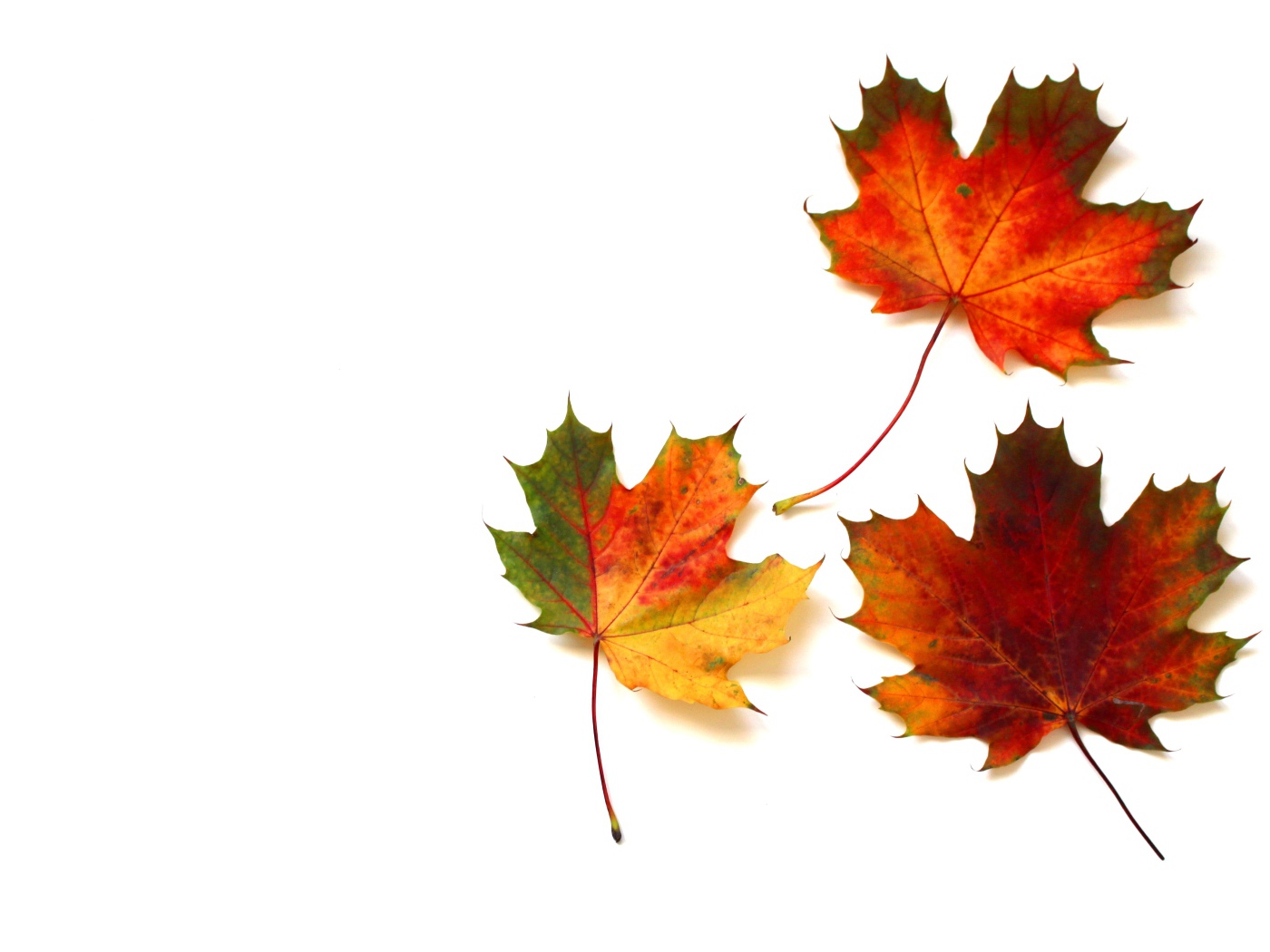 Три желтых кленовых листа на белом фоне