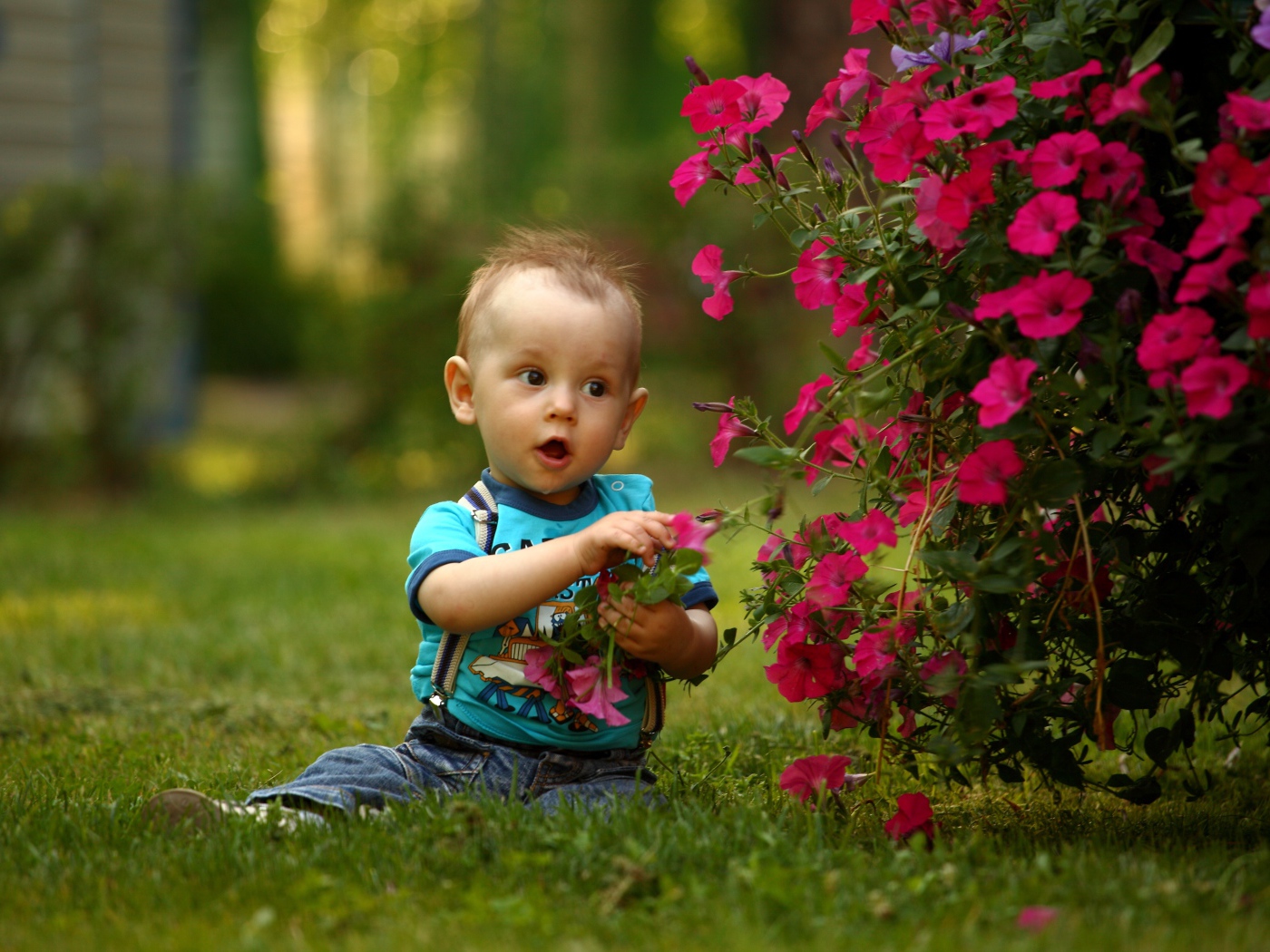 Маленький мальчик сидит возле красных цветов петунии