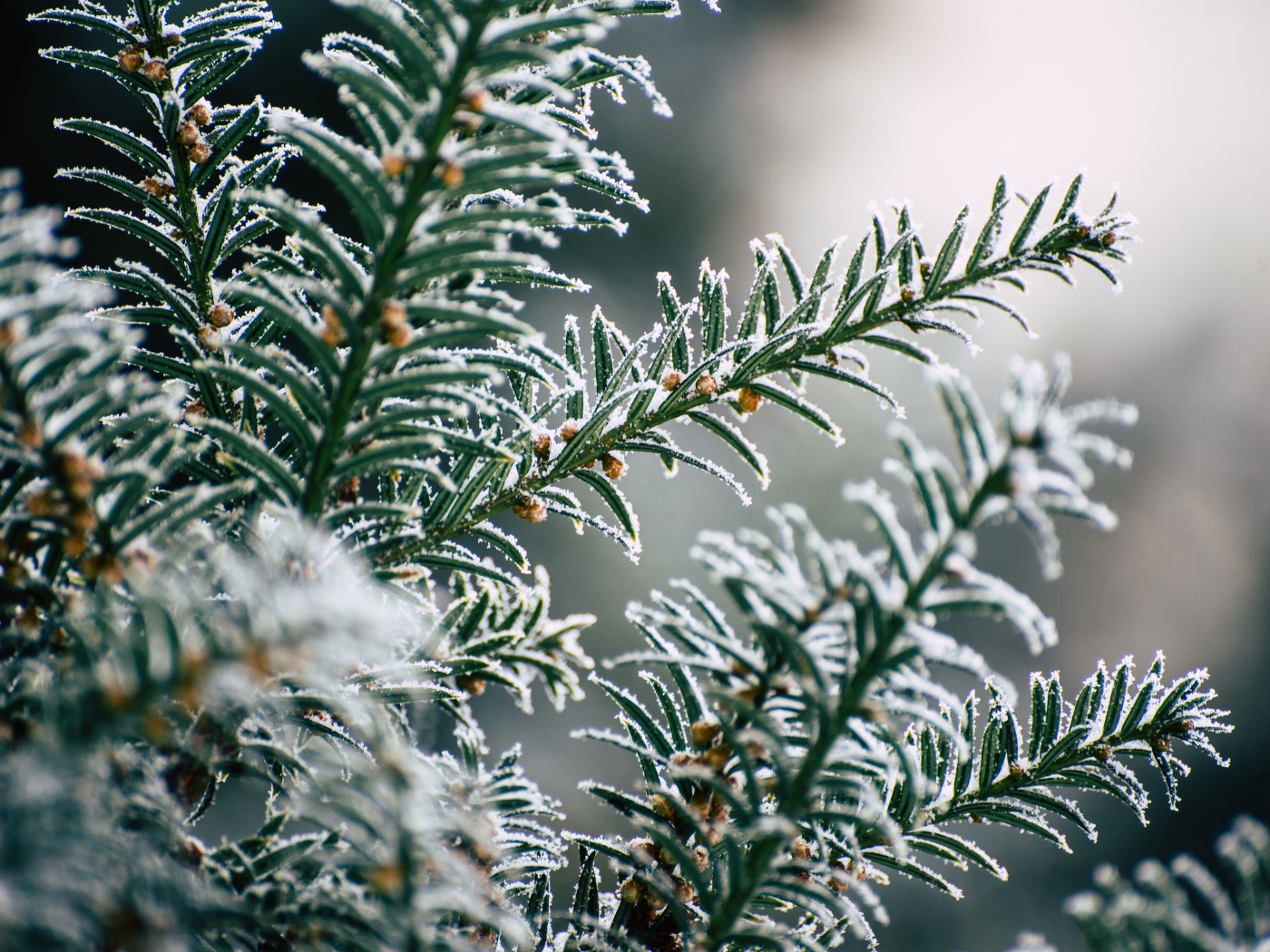 Зеленая еловая ветка в инее зимой