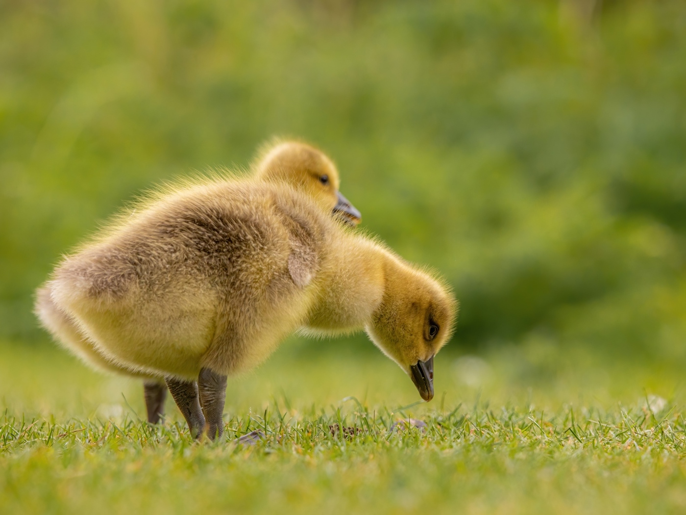 Два маленьких желтых утенка на зеленой траве 